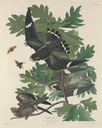 Night Hawk