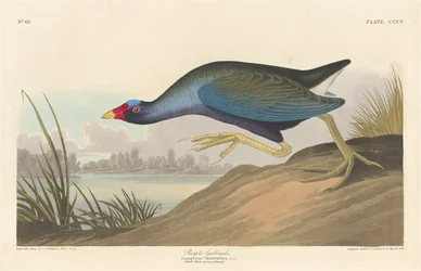 Lila Gallinule