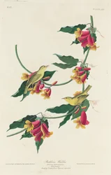 Rathbone sångare