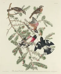 Rosenbröst Grosbeak