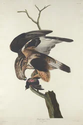 Grovbent Falcon