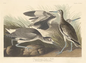 Halvpalmatad Snipe eller Willet