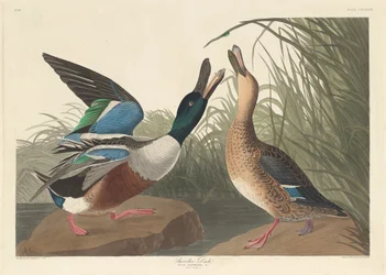 Shovel Duck