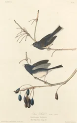 Snö-fågel