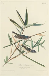 Ensam flugsnappare