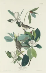 Warbling flugsnappare