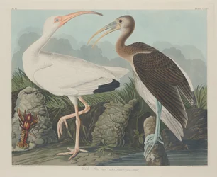 Vit Ibis