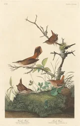 Winter Wren och Rock Wren