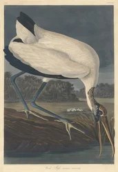 Trä Ibis