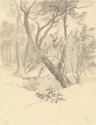 Skogen