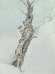 Utafiti wa Miti, c.1800-05 (wc juu ya grafiti kwenye karatasi)swed