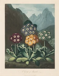 The Temple of Flora, eller Garden of Nature: A Group of Auriculas, 1803.