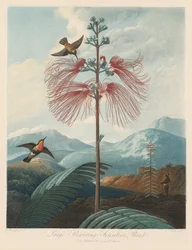 Florans tempel, eller naturens trädgård: stor blommande känslig växt, 1799-1807.