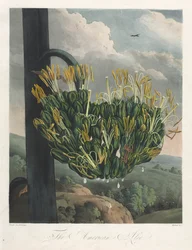 The Temple of Flora, eller Garden of Nature: The American Aloe