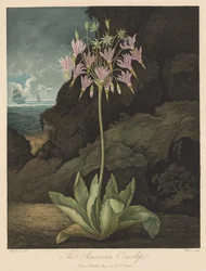 The Temple of Flora, eller Garden of Nature: The American Cowslip, 1801.