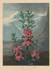 Florans tempel, eller naturens trädgård: Smalbladiga Kalmia, bergslager, 1804.