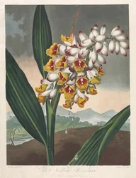 The Temple of Flora, eller Garden of Nature: The Nodding Renealmia, 1801.