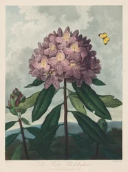 Florans tempel, eller naturens trädgård: Pontic Rhododendron, 1799-1807.