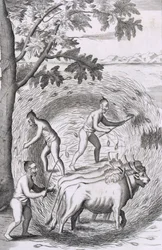 Sättet att trampa ut riset, från An Historical Relation of the Island Ceylon, pub. Gravyr från 1681