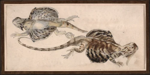 Ödlor (färg litho)