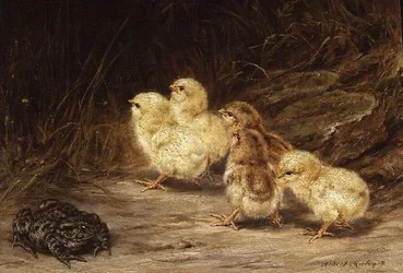 Kycklingar och paddor