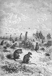 Bizcachas, c1885, 1890