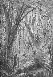 Brazilian Forest, c1885 1890