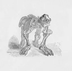 Skelett av Megaterium, c1885, 1890
