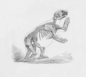 Skelett av Mylodon Darwinii, c1885, 1890