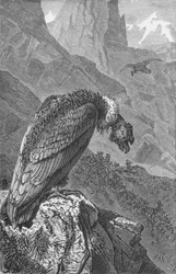 The Condor, c1885, 1890
