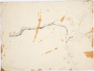 TOPIC från Italien: lövträdet