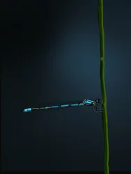 Damselfly, 2022 (digital)