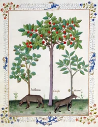 Hasselnötsbuske (till vänster) och körsbärsträd (mitten), illustration från boken Book of Simple Medicines av Mattheaus Platearius 162r.