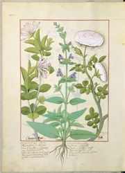 Kaprifol, salvia och ros, illustration från The Book of Simple Medicines av Mattheaus Platearius 133v