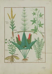 Fr. Fv VI #1 fol.125r Övre raden: Majs, Equisetum och Labruscae flos. Nedre raden: Daisy, Jarus och mejram, illustration från The Simple Book of Medicine, av Mattheaus Platearius (d.c.1161) c.1470
