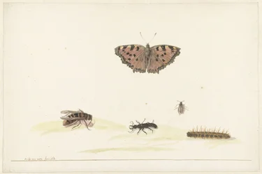 Studieblad med olika insekter
