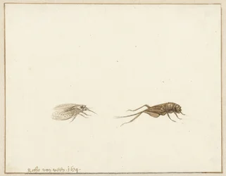 Två insekter