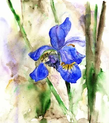 Livfull blå iris