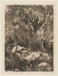 Skogen Fontainebleau