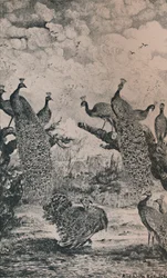 Påfåglarna, 1869, 1946
