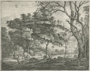 Rådjur i Haagskogen