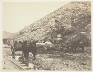 Boskap och vagnar, lämnar Balaklava, 1855.