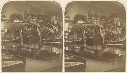 The Megatherium, British Museum, 1850-talet.