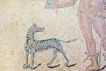 Hippolytos och Phaedra, detalj av Hippolytos hund, Dionysos hus, Paphos, Cypern mosaik