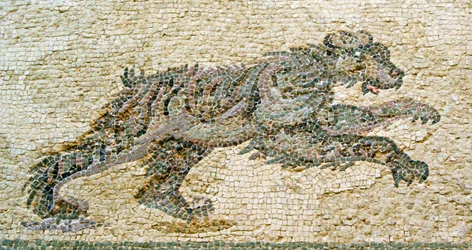 Jaktscen, detalj av en björn,Dionysos hus,Paphos, Cypern mosaik