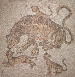 Tigress och ungar, 300-tal