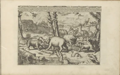 Aziatische en Afrikaanse dieren Aziatische en Afrikaanse dieren / Animals of Asia and Africa (titel på objekt) Öst- och Västindien och andra platser (serietitel)