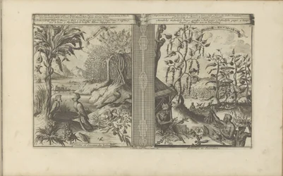 Planten, vogels och pepervelden Loua, Pineapple Musa / Plants and Birds of the Indies // Peeper-Gewassen / Pepper Plantation (titel på objektet) Öst- och Västindien och andra platser (serietitel)