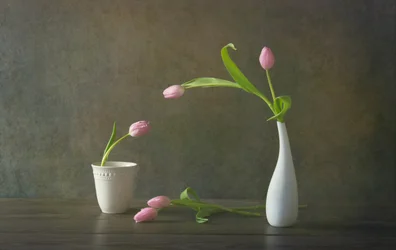 Stilleben med eleganta rosa tulpaner