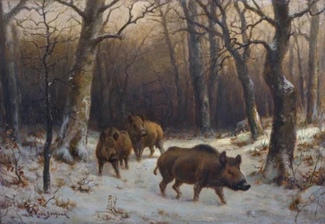 Franska:  Sangliers dans la neige Vildsvin i snön